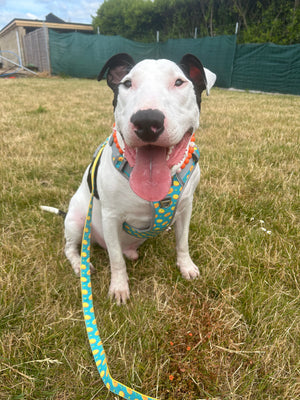 Big Ron in his green citrus dog harness
Best antilpull dog harness for a large dog
