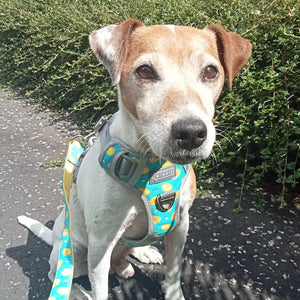 Bran in his amazing green citrus dog harness
Best anitpull dog harness for a jack russell
Best antipull dog harness for a small dog
