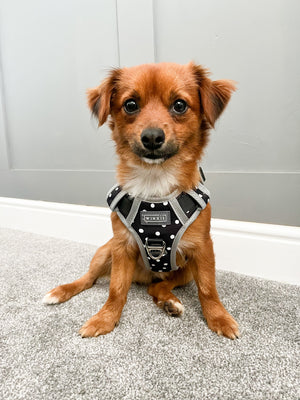 Ember in his sylish black poka dot dog harness
Best antipull dog harness for a small dog
best antipull dog harness for a pomchi