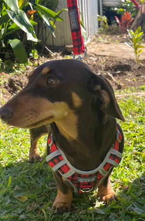 Gina in her quite red tartan dog harness
Dog harness for a dachshund
Best antipull dog harness for a dachshund
