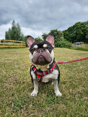 Hank in his Red Tartan dog harness
Best antipull dog harness for a frenchie
Best antipull dog harness for a french bulldog