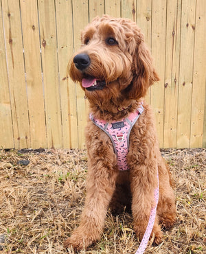 Best Dog Harness for a Cavoodle
Dog Harness for Lacey the oodle
Best dog harness for an oodle