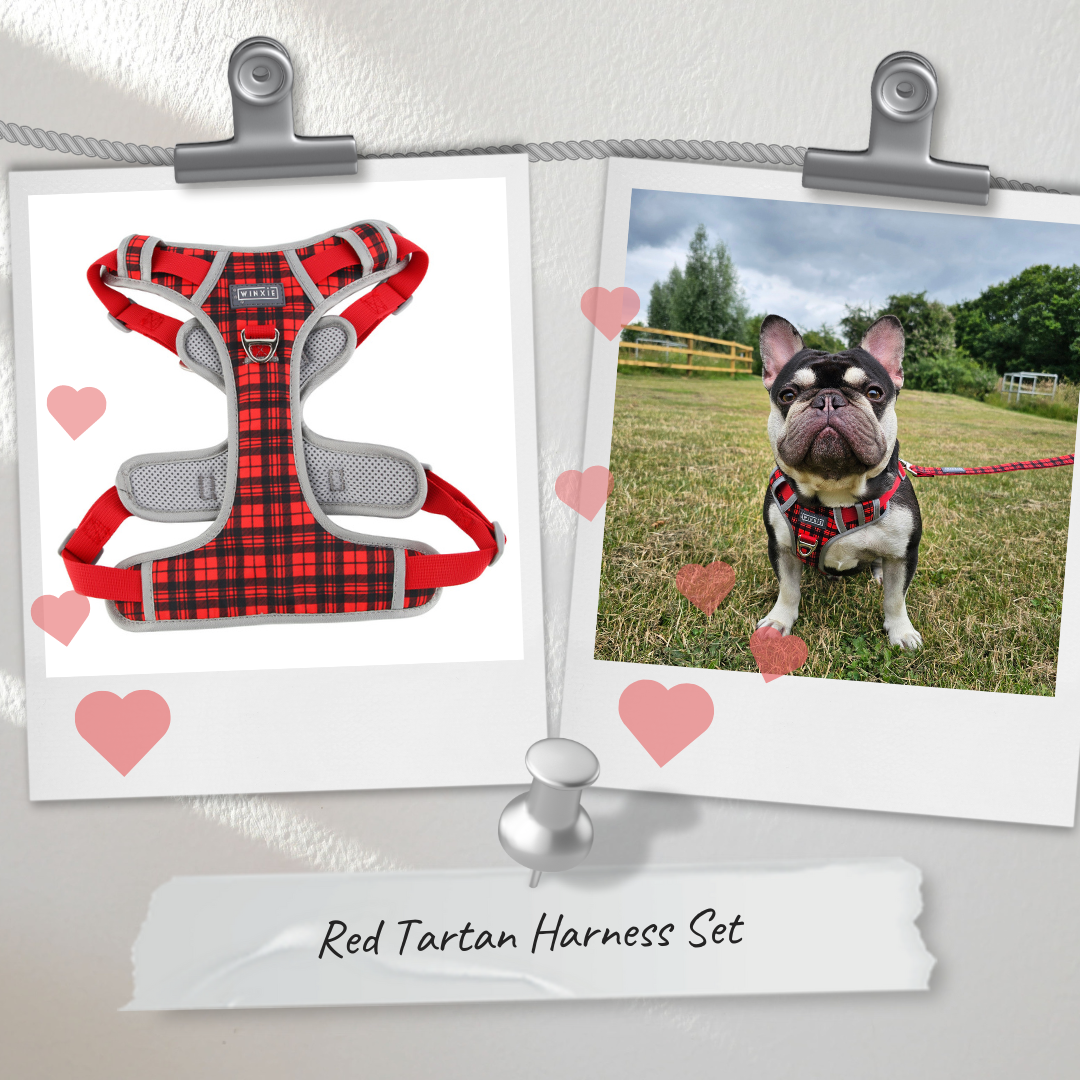 Red tartan dog harness top