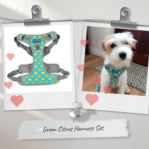Anti Pull Dog Harness Green Citrus
Dog lead green citrus
Dog car restraint green citrus
Pretty green citrus dog harness