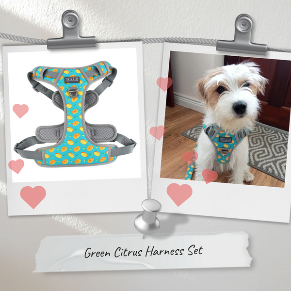 Anti Pull Dog Harness Green Citrus
Dog lead green citrus
Dog car restraint green citrus
Pretty green citrus dog harness