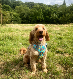 Obi in his green citrus dog harness
Best antipull dog harness for a cockapoo
