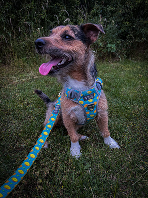 Otis in his green citrus dog harness
Best antipull dog harness for a jack russell terrier