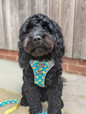 Pod in his striking green citrus dog harness
Best antipull dog harness for a cockapoo 
Best antipull dog harness for a small puppy